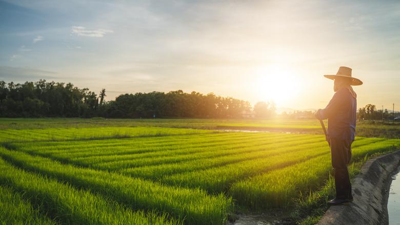 Giải pháp bảo hiểm nhân thọ thiết thực cho bà con nông dân. Bảo vệ trước rủi ro thiên tai, ốm đau, tích lũy cho mùa sau, lo cho con học hành và tuổi già an nhàn. Nhận ngay báo cáo sinh trắc vân tay từ
