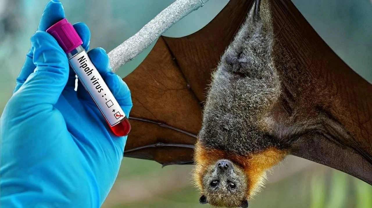 Virus Nipah